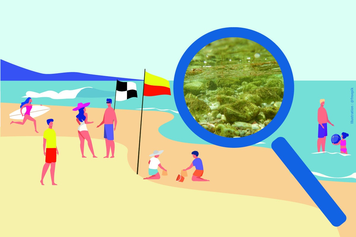 Ouverture d’une consultation dédiée aux intoxications à l’algue Ostréopsis au Centre Hospitalier de la Côte Basque